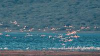 Click to watch 'The Birds Journey' (popup) A World Of Calm